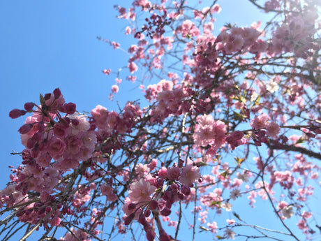 Happy spring, shincha season is around the corner! - yumenet.live