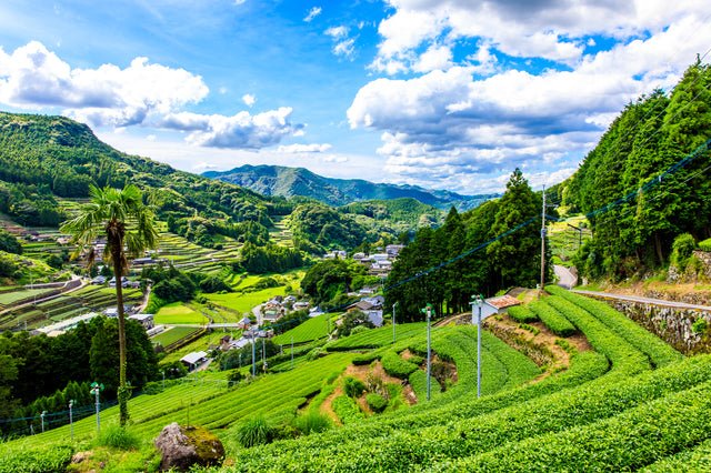 History Notes Along with Your Cup of Ureshino Tea - yumenet.live