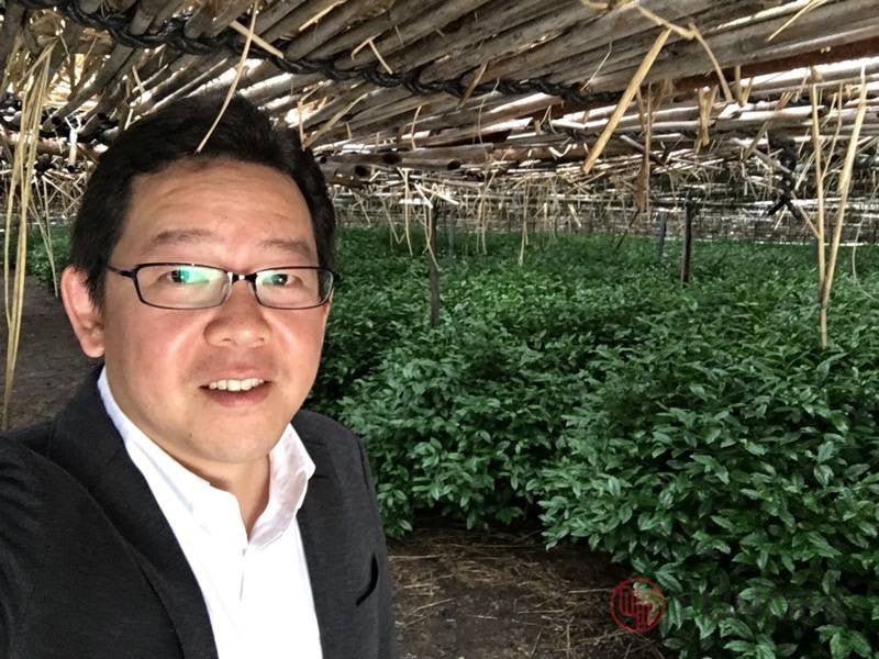 How does shading affect the type and quality of tea? - yumenet.live