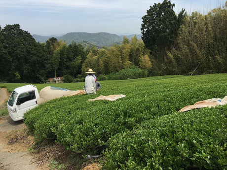 Japanese tea production in 2020 dropped a dramatic 15% - yumenet.live