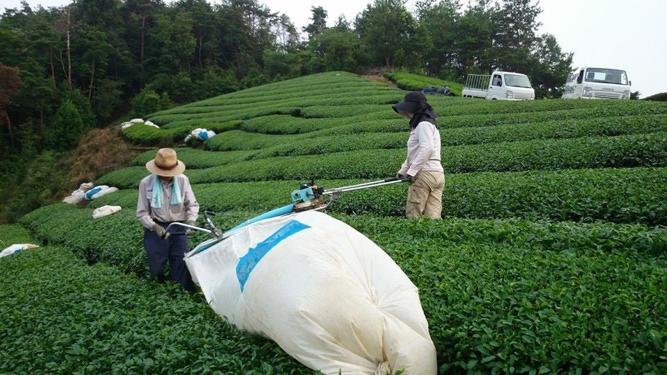 Japan's tea production volume and area - yumenet.live