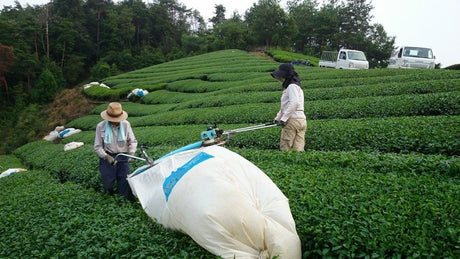 Japan's tea production volume and area - yumenet.live