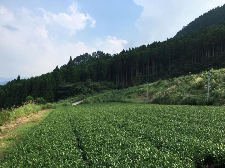 Key statistics about Japanese tea agriculture - yumenet.live