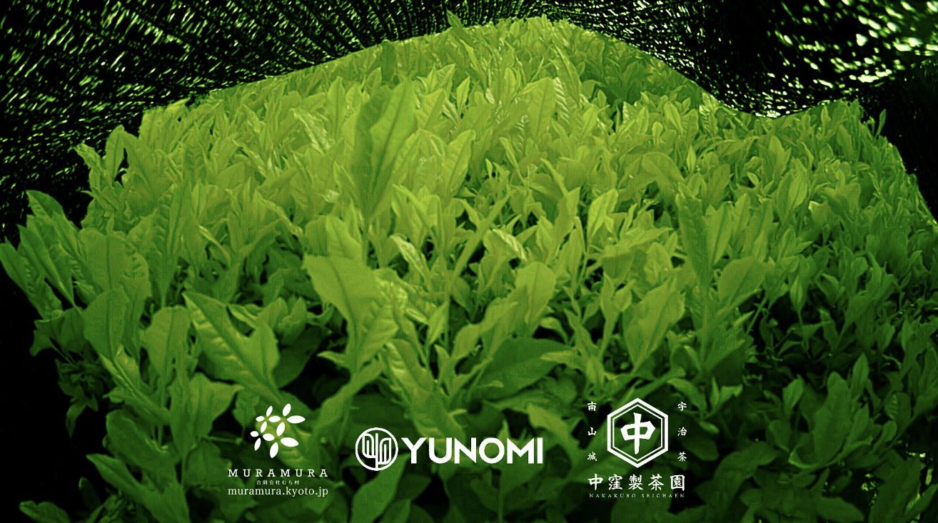 One month time lapse video documenting the growth of spring first flush tea leaves - yumenet.live