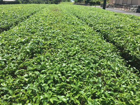 Pesticide Residues in Japanese tea - government regulations, positive list system - yumenet.live