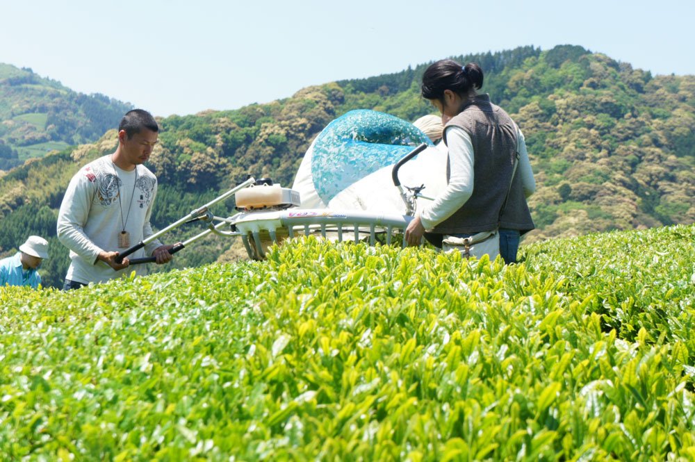 Recommended Videos About Tea in Shizuoka - yumenet.live