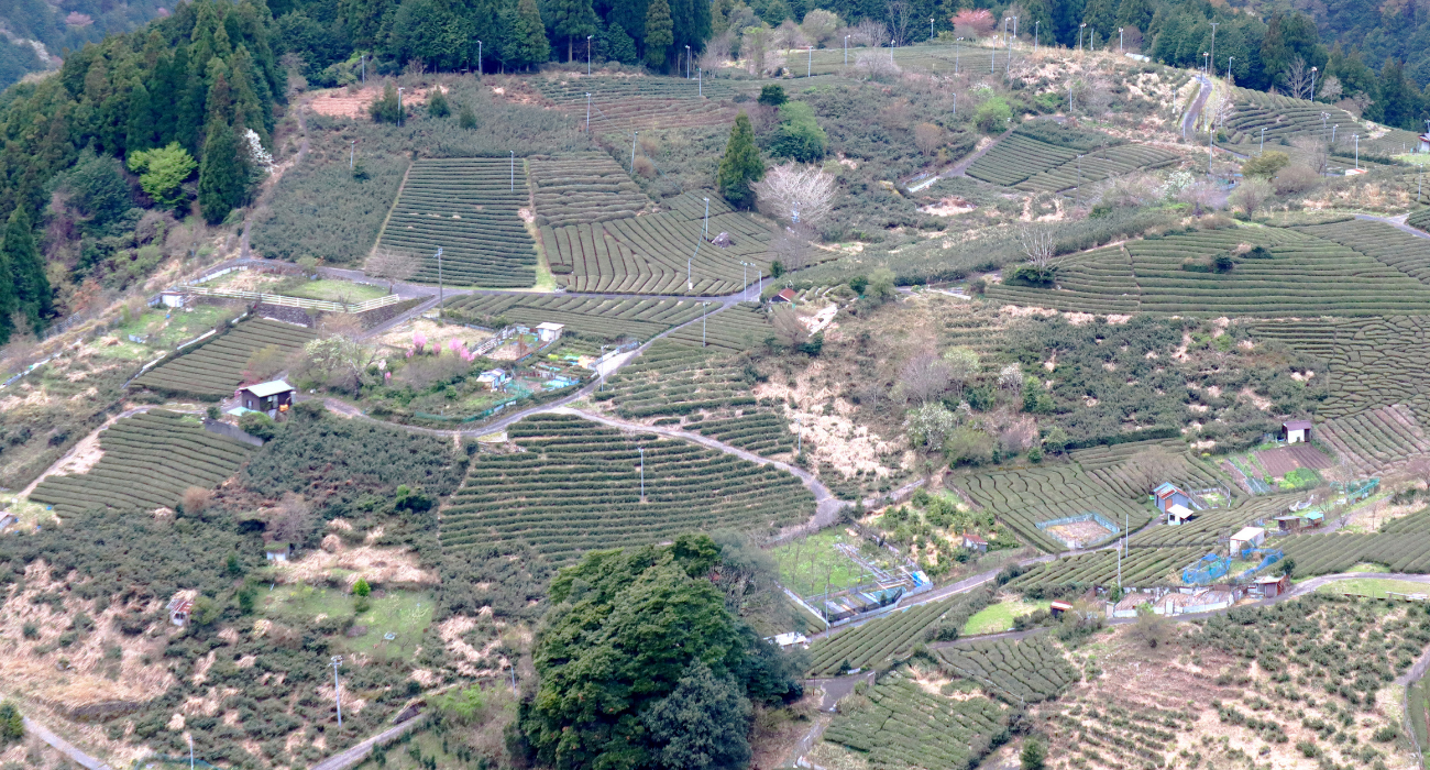 Ancient Mist Tea – Visiting Denroku Tea Garden, Home of “Tenku no Koraicha” in Kasuga, Gifu