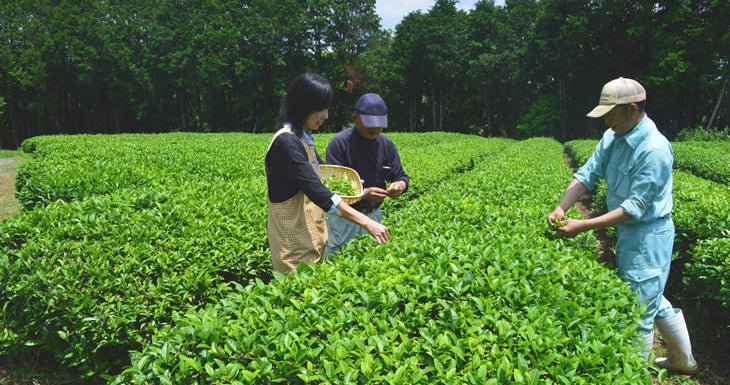 Tea picking events throughout Japan - yumenet.live
