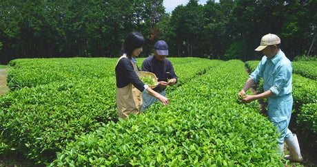 Tea picking events throughout Japan - yumenet.live