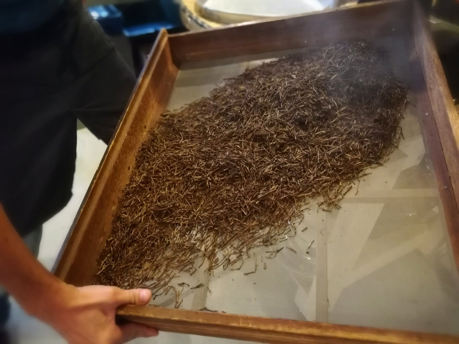The Hojicha Project has started! - yumenet.live