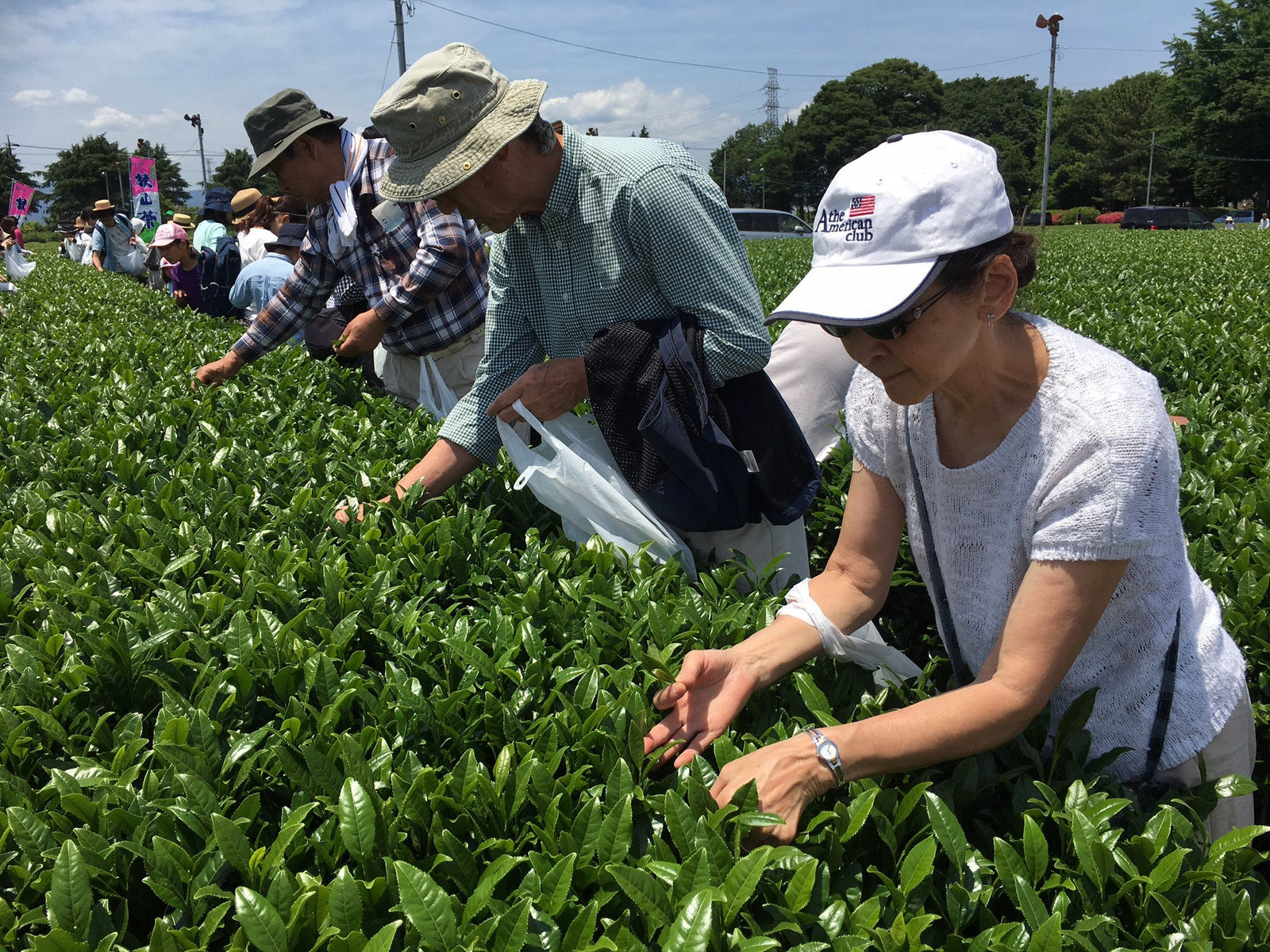 The Sayama Tea-Picking Experience - yumenet.live