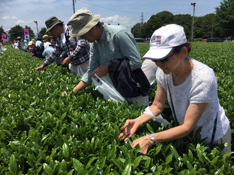 The Sayama Tea-Picking Experience - yumenet.live