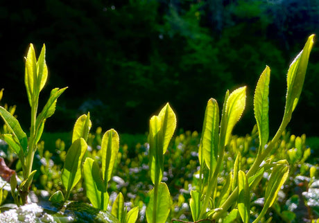What is shincha and why is it so special? - yumenet.live