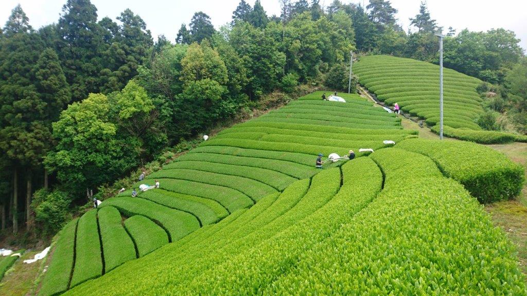 What regulations are involved in importing organic tea from Japan? - yumenet.live