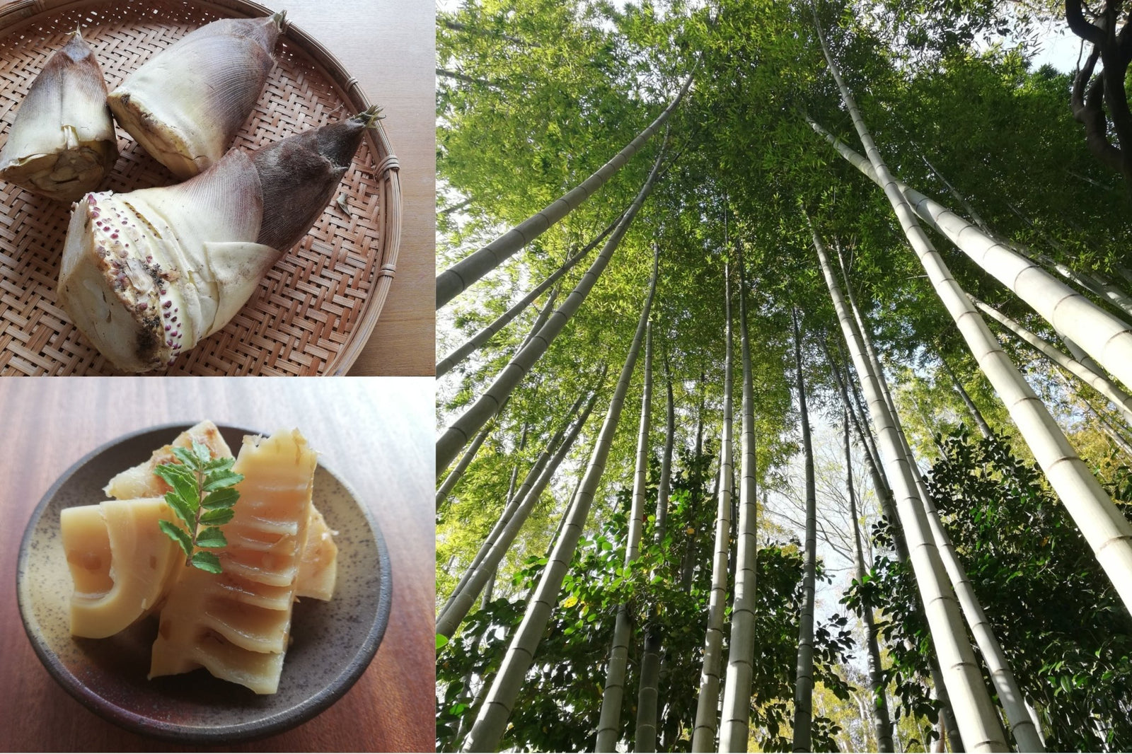 What "Spring Bitterness" Brings to You in Japan - yumenet.live