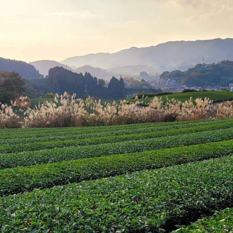 What's so special about mountain-grown Japanese tea? - yumenet.live