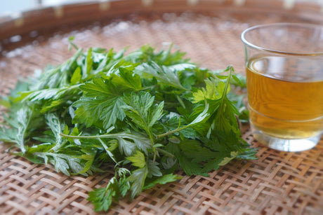 What's Yomogi (Japanese mugwort)? The History as Food and Herbal Medicine - yumenet.live