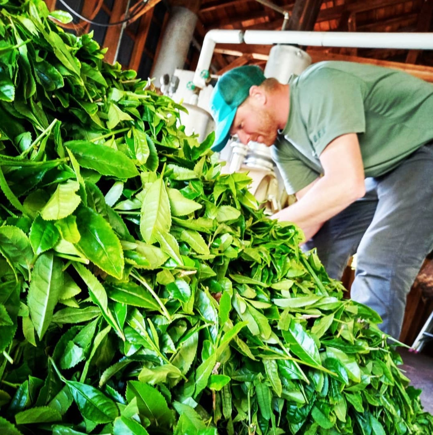 Yancha: Interview with Yancy Lever an American Tea Farmer - yumenet.live