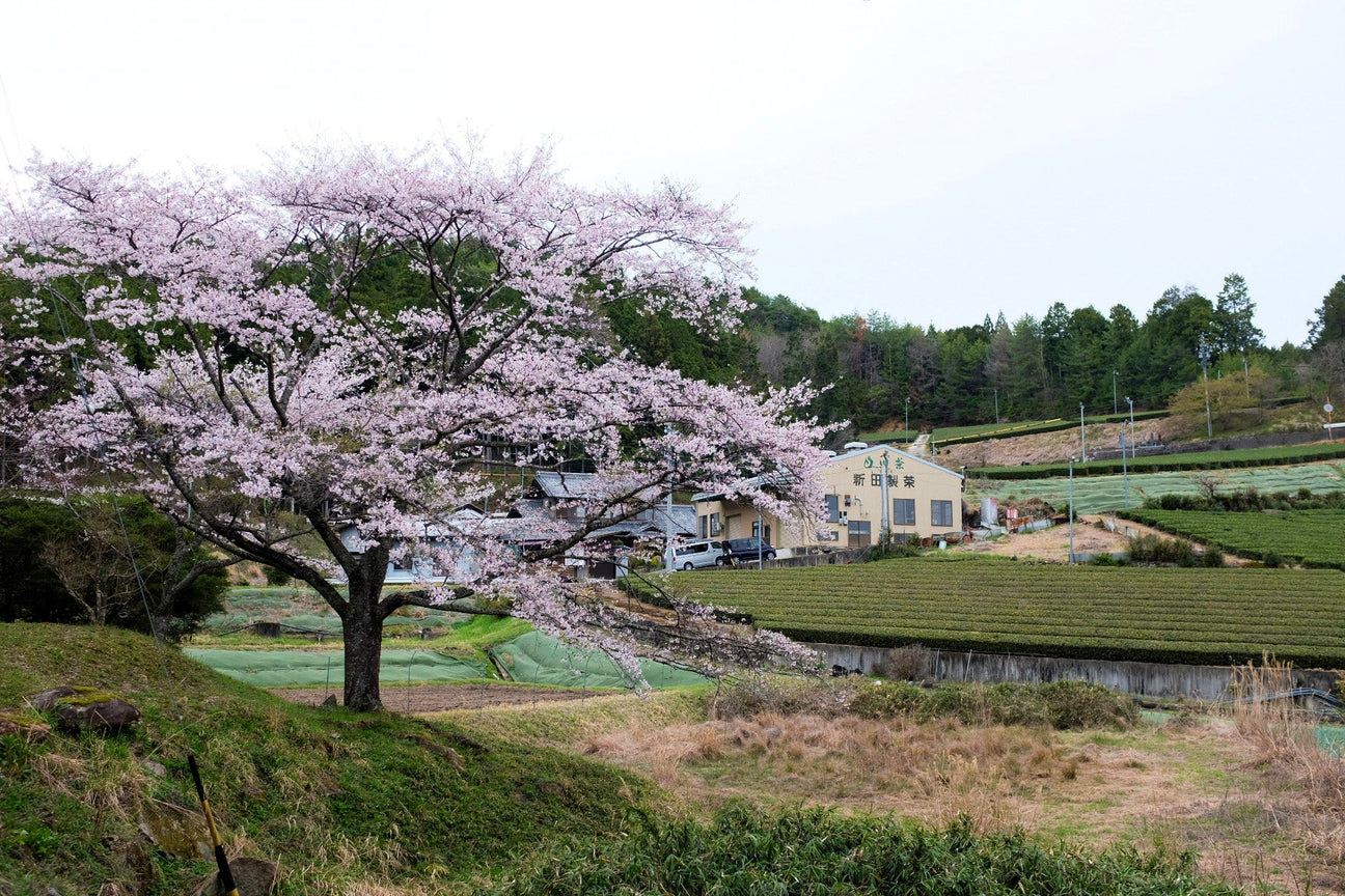Nitta Tea Farm