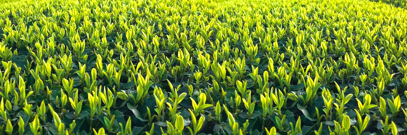 Asuka Tea Factory
