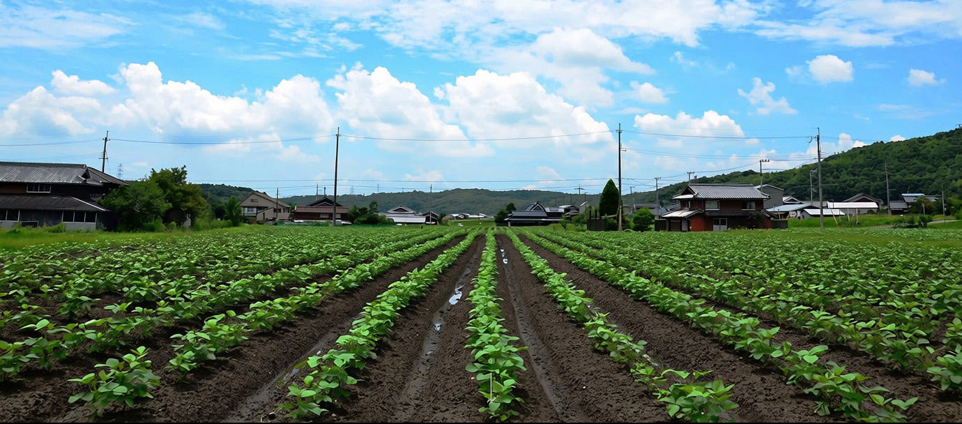 A field of black soybeans called tanba guro