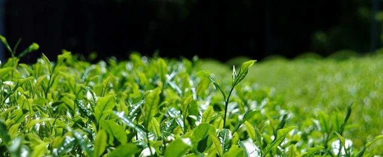 Hiraoka Tea Garden - yumenet.live