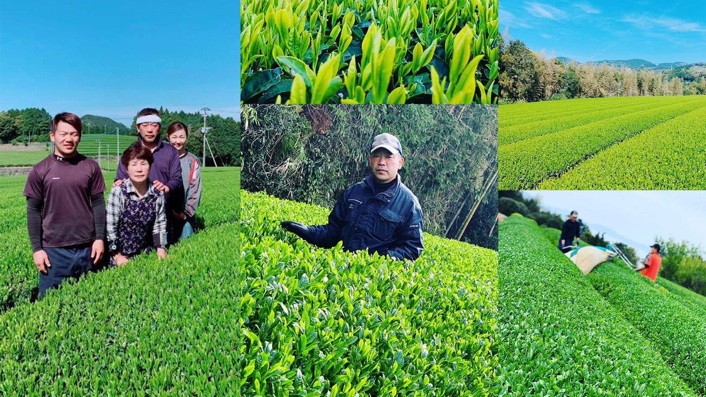 Kikizu Tea Garden - yumenet.live