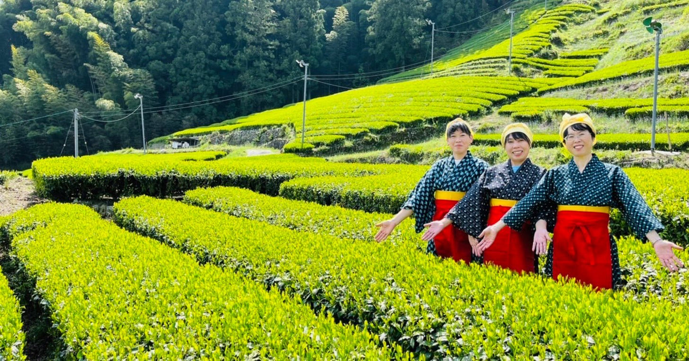 Kiyosawa Tea Gardens - yumenet.live