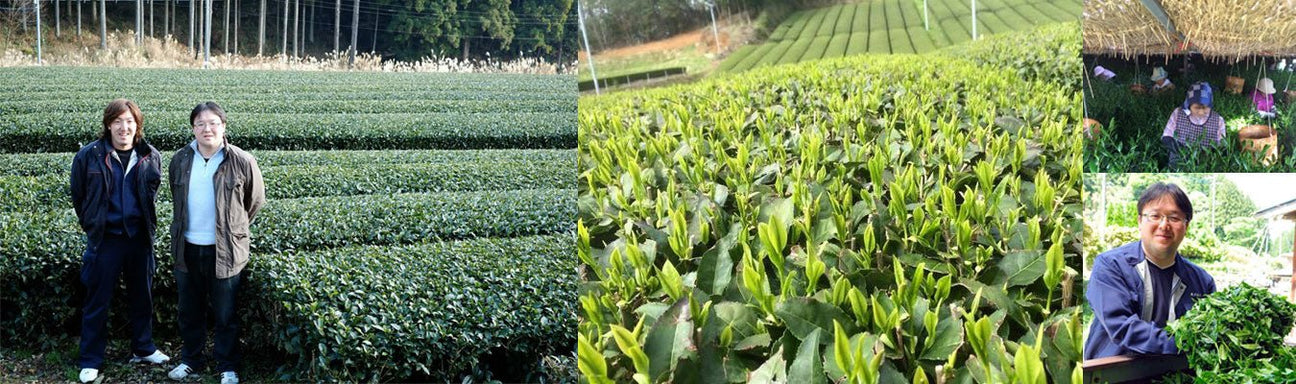 Kurihara Tea Farm - yumenet.live