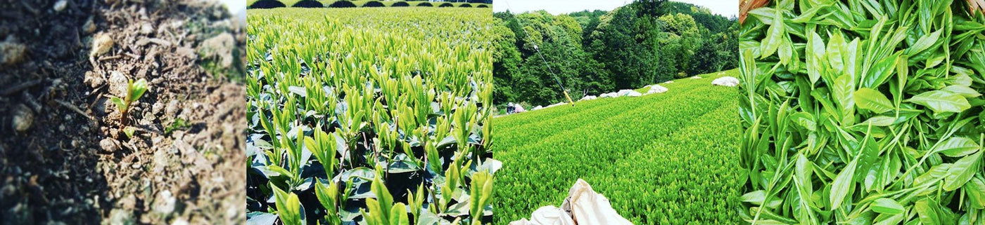 Murata Tea Garden - yumenet.live