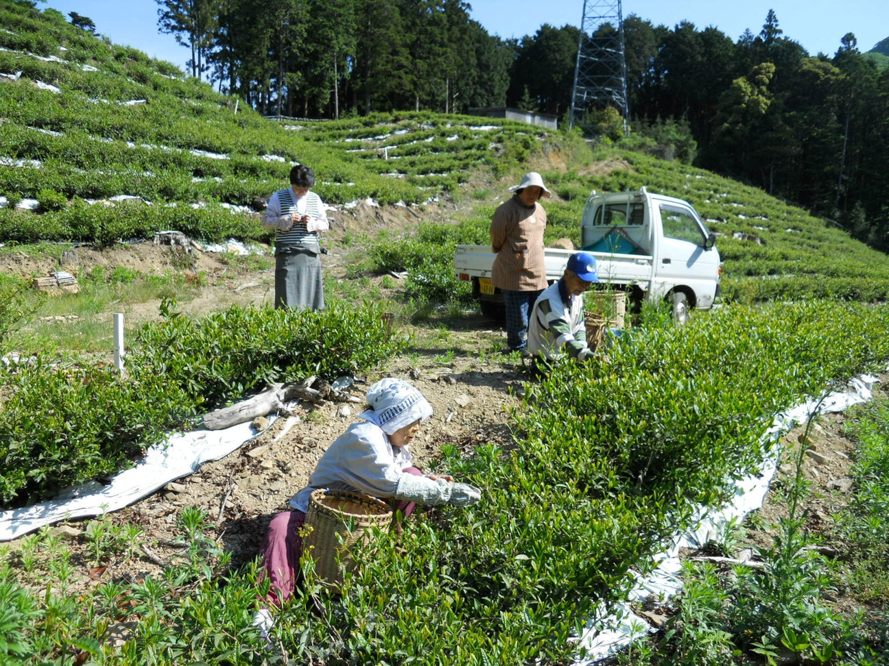 Oishi Tea Farm - yumenet.live