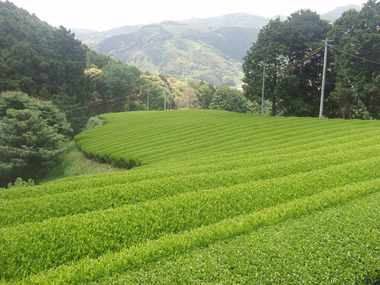Okada Tea Farm - yumenet.live