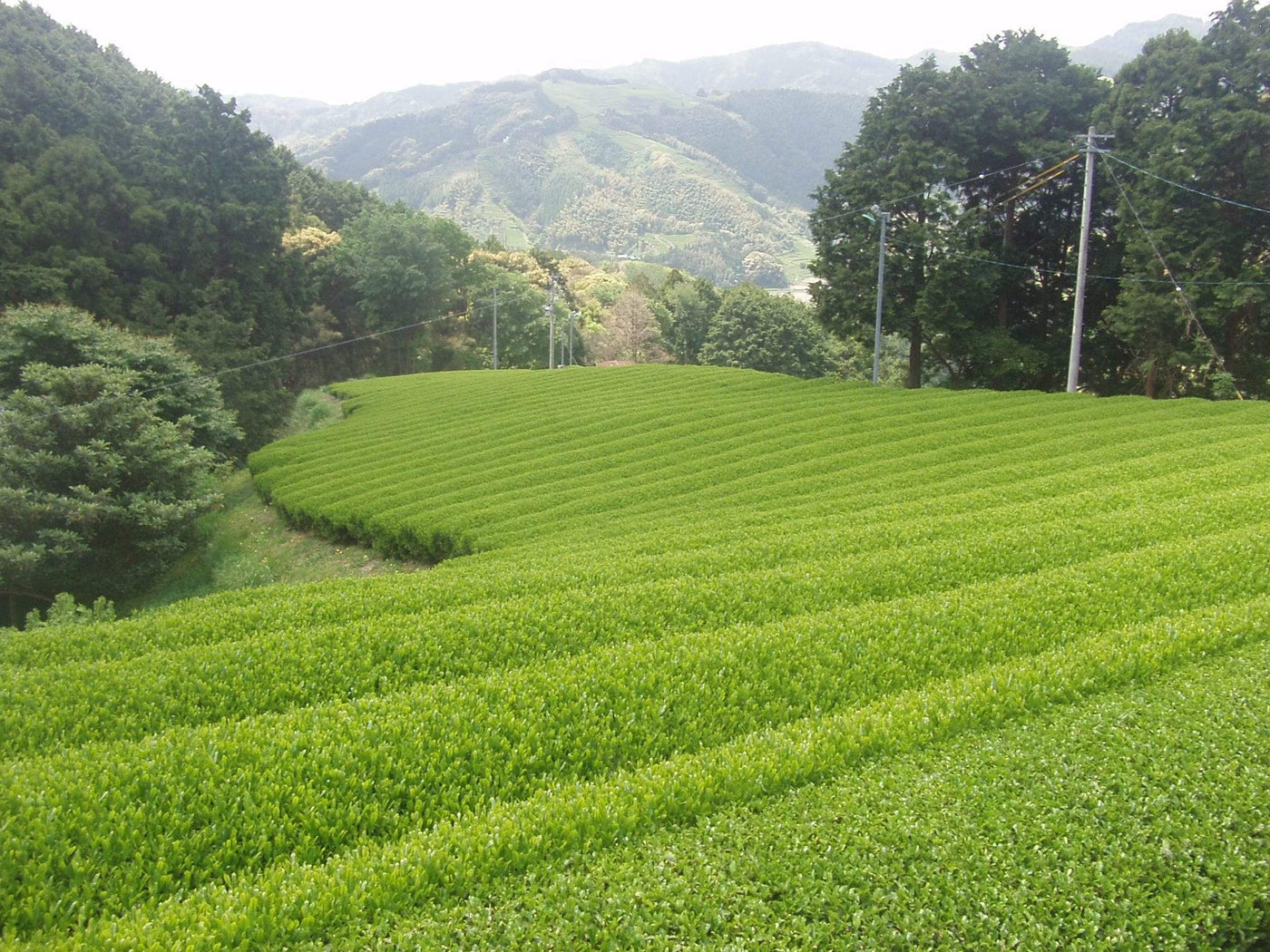 Okada Tea Farm - yumenet.live