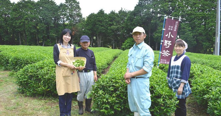 Onocha Tea - yumenet.live