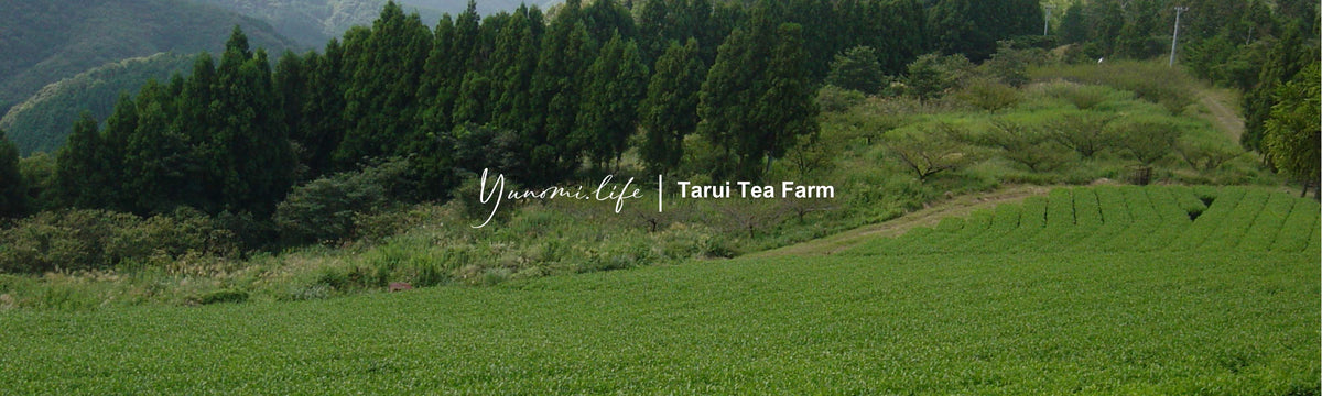 Tarui Tea Farm: Organic Autumn Hojicha, Roasted Shizuoka Green Tea - yumenet.live