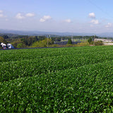 #0428.K2 弘喜園茶園 鹿児島県霧島産 和紅茶 金谷みどりの単一品種紅茶