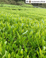 #0894.A1 燕から茶畑へ 愛知県岡崎市額田村産直煎茶