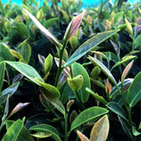 #0846.S5 村上茶園 山育ちセカンドフラッシュ和紅茶 べにふうき紅茶 和紅茶べにふうき