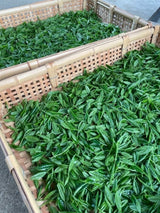#0559.S2：十五代謹製「手揉み新茶」きらり31｜奥富園