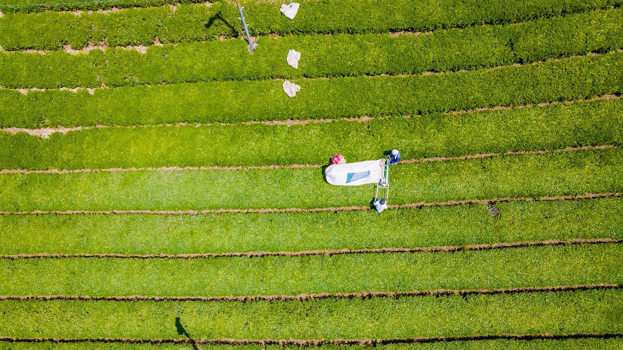 #0838.K6 Idonoi Tea Garden: Naturally Grown Kyoto Spring Yabukita Bancha Hojicha Roasted Green Tea