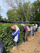 #0558.S2 - Handpicked Hatsuzumi Sayamacha Kirari 31, Single Cultivar by Award-Winning, 15th Generation Farmer, Okutomi Masahiro(Limited Stock)