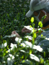 Yunomi.Dojo Lesson - Tea Professional or Connoisseur Level - Personalized Deep Dive Into Japanese Tea