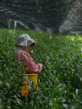 #0958.S5 Shibakiri Tea Garden: 2025 Kiyomi - Handpicked, Shaded Single Cultivar Yabukita Asamushicha