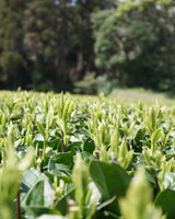 #0898.K2 Iba Yu Tea Garden: Tanegashima Single Cultivar Sencha - Yabukita (micro batch, limited)