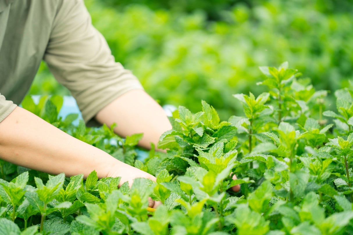 #0947.J1 Hiroko’s Herb Garden: Dried Spearmint Herbal Tea Grown in Koga Village, Ibaraki, Japan