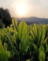#0089.K6 あずま茶園：日本紅茶 アサヒ品種