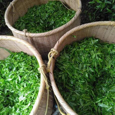 Teal leaf hand picking Kuma Tea Garden: Yamecha Saemidori Heritage Grade Gyokuro Tenkaichi - 71st All Japan Tea Competition Grand Prize Winning Garden - yumenet.live 