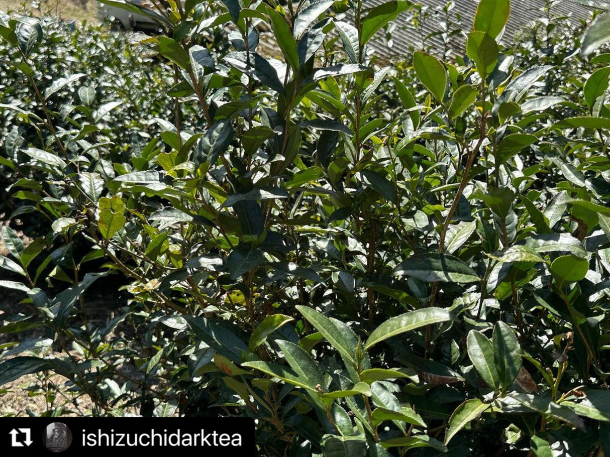 #0601.E1 Ishizuchi Kurocha (Aged 3+ years) - Fermented Dark Tea from Ehime Prefecture - EH002