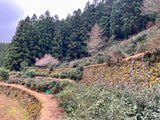 #0834.T2 農家 石本明美さん厳選 徳島県産 ししくい寒茶
