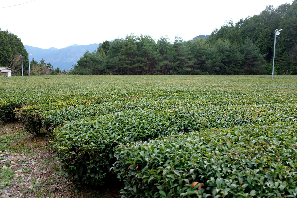 #1098.G1 Nitta Tea Farm: Premium Black Tea
